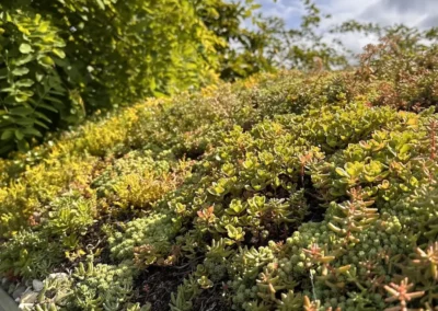 Sedum op een Pipowagen