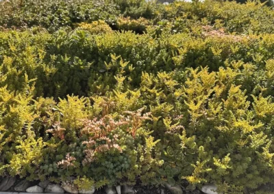 Sedum op een Pipowagen