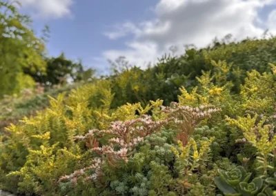 Sedum op een Pipowagen