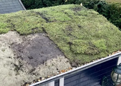 Sedum op je Pipowagen aanleg