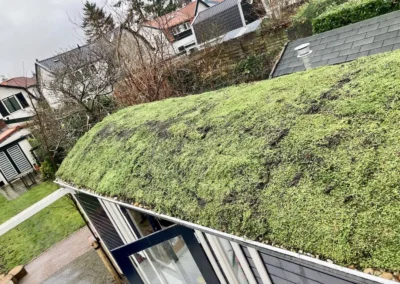 Sedum op je Pipowagen aanleg
