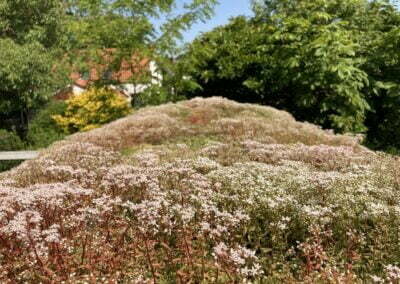 Sedum op je Pipowagen