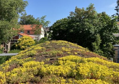 Sedumdak Bussum