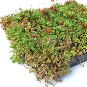 Sedumcassettes per stuk