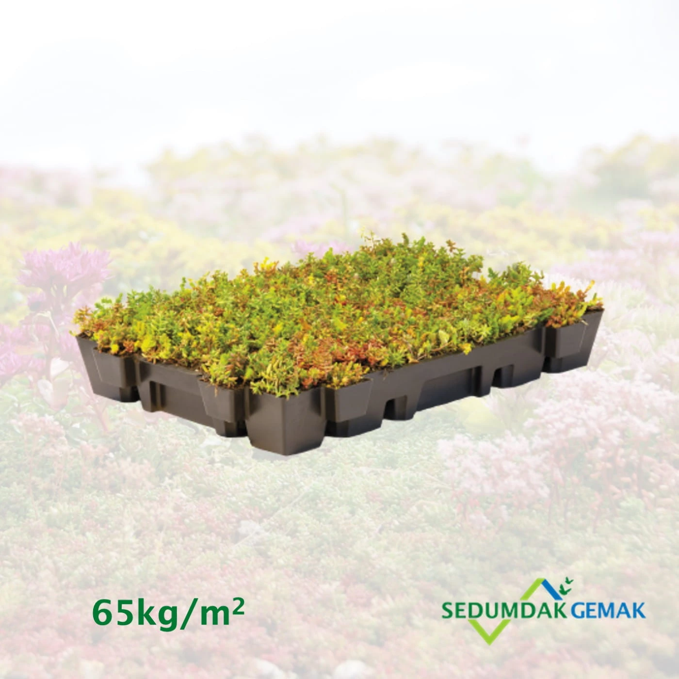 Sedumcassettes per stuk