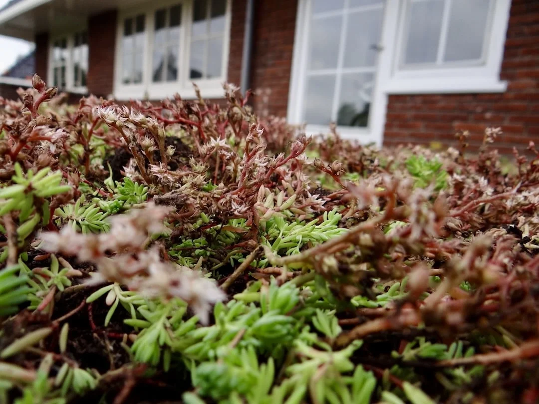 Sedum op je uitbouw