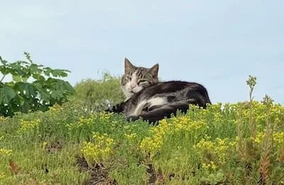 Kat op het Sedumdak