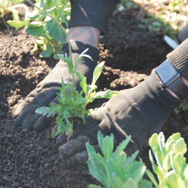 Biodiversiteits planten pakket