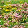 Sedummix met 6 tot 8 soorten sedum