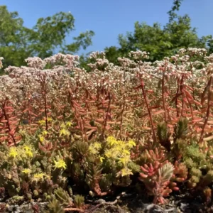 Sedummix met 6 tot 8 soorten sedum