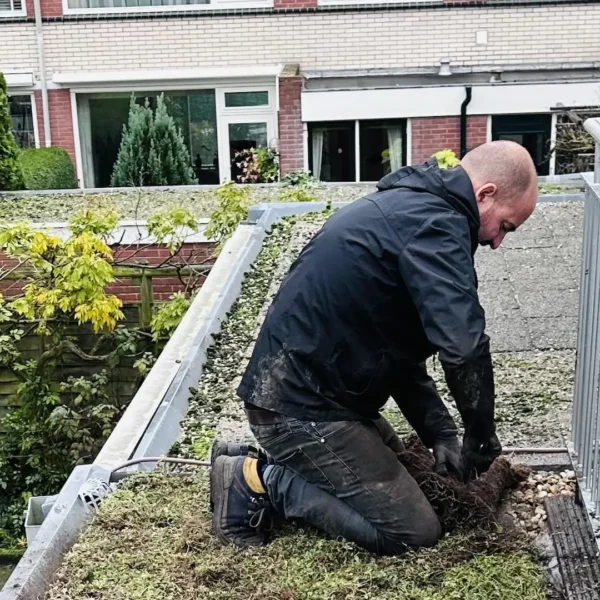 Sedummat op maat snijden (met een broodmes)