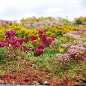 Sedummix met 6 tot 8 soorten sedum