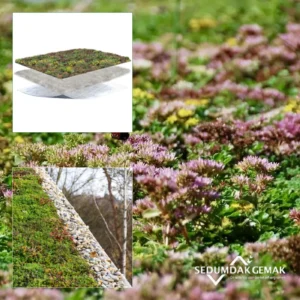 SedumPluspakket met grind