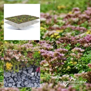 SedumPluspakket met olivijn