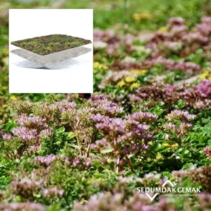 SedumPluspakket zonder grind