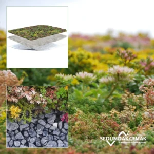 SedumPluspakket met olivijn grind