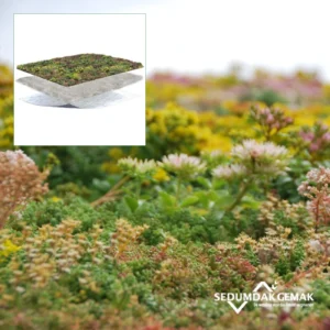 SedumPluspakket zonder grind