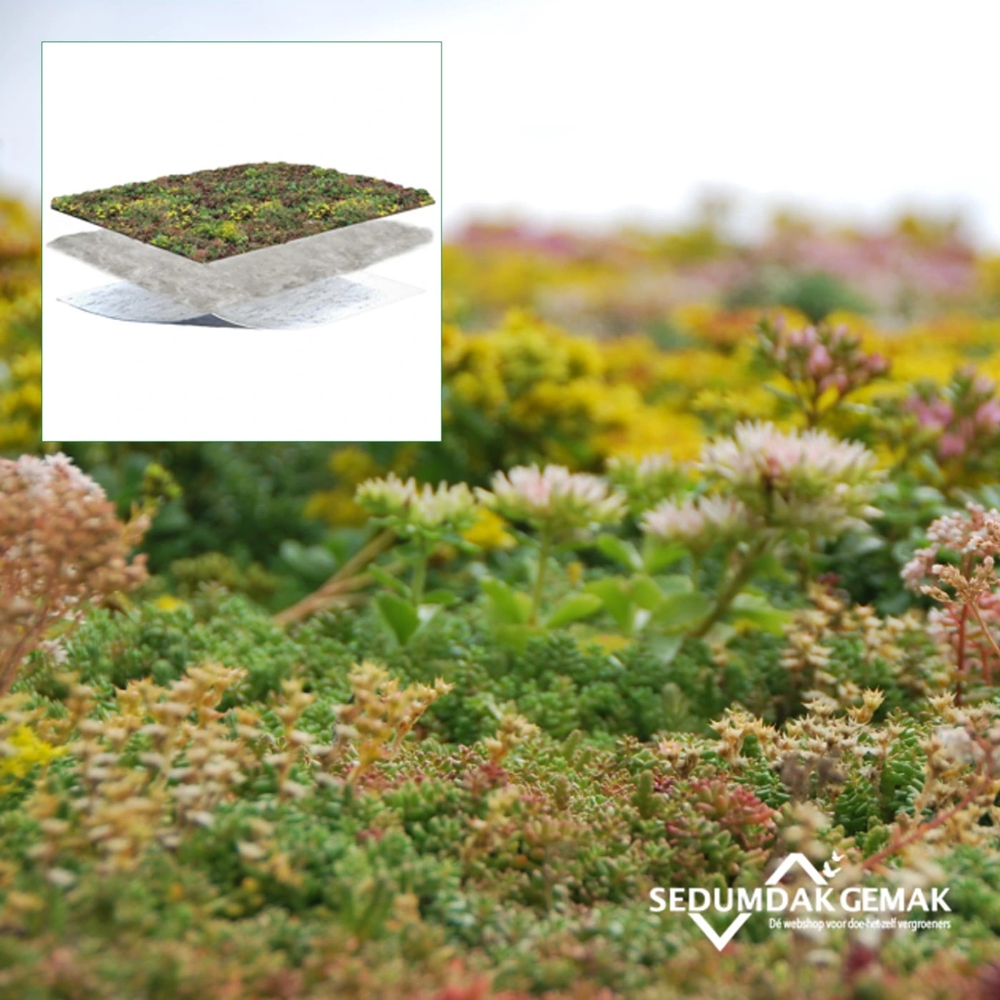 SedumPluspakket zonder grind