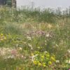 Sedummat Bijen en Vlinders in bloei