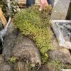 Sedummat bijen en vlinders op rol