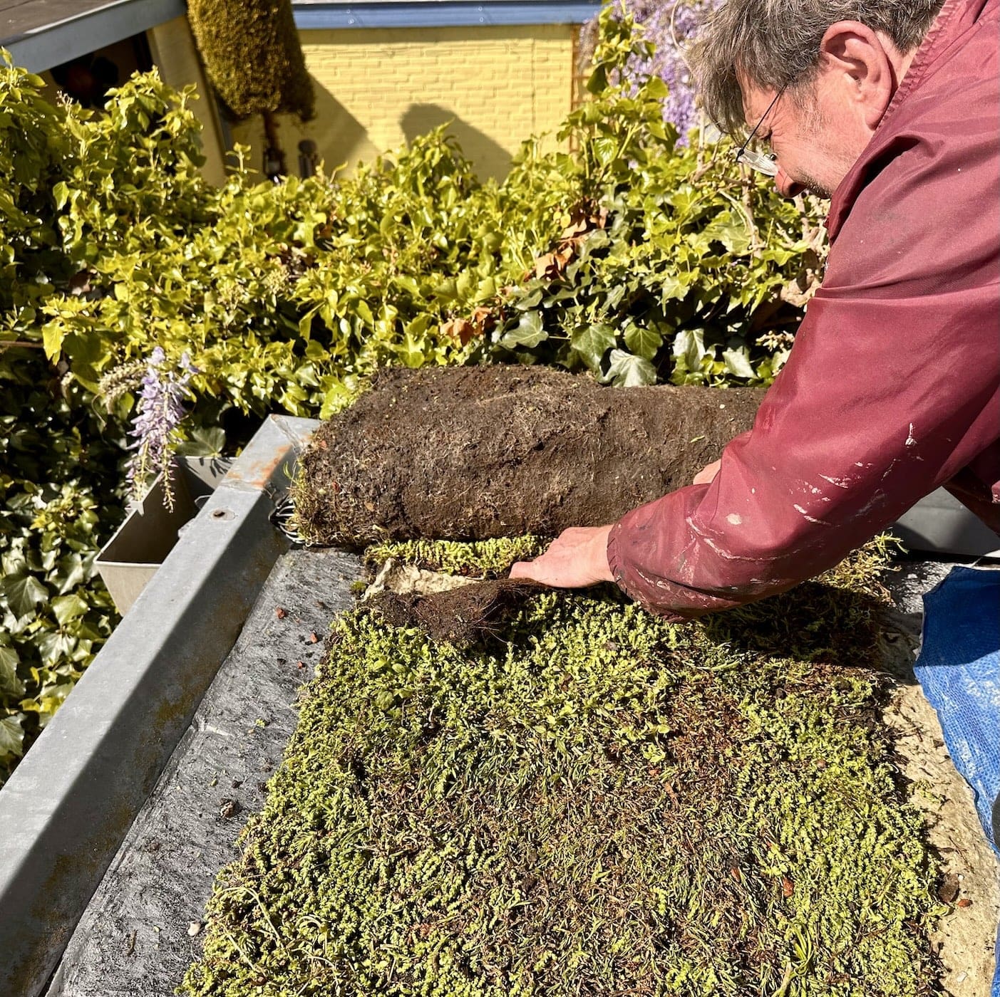 Sedummat bijen en vlinders snijden Sedummat bijen en vlinders snijden