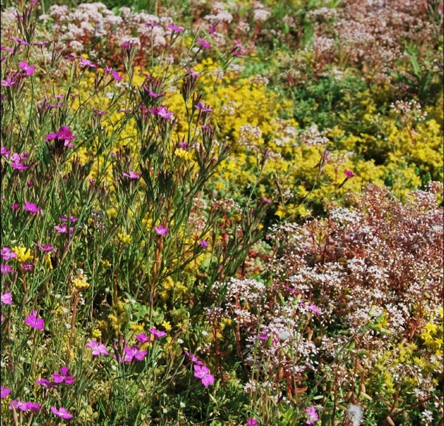 Sedum-kruidenmat Sedum-kruidenmat
