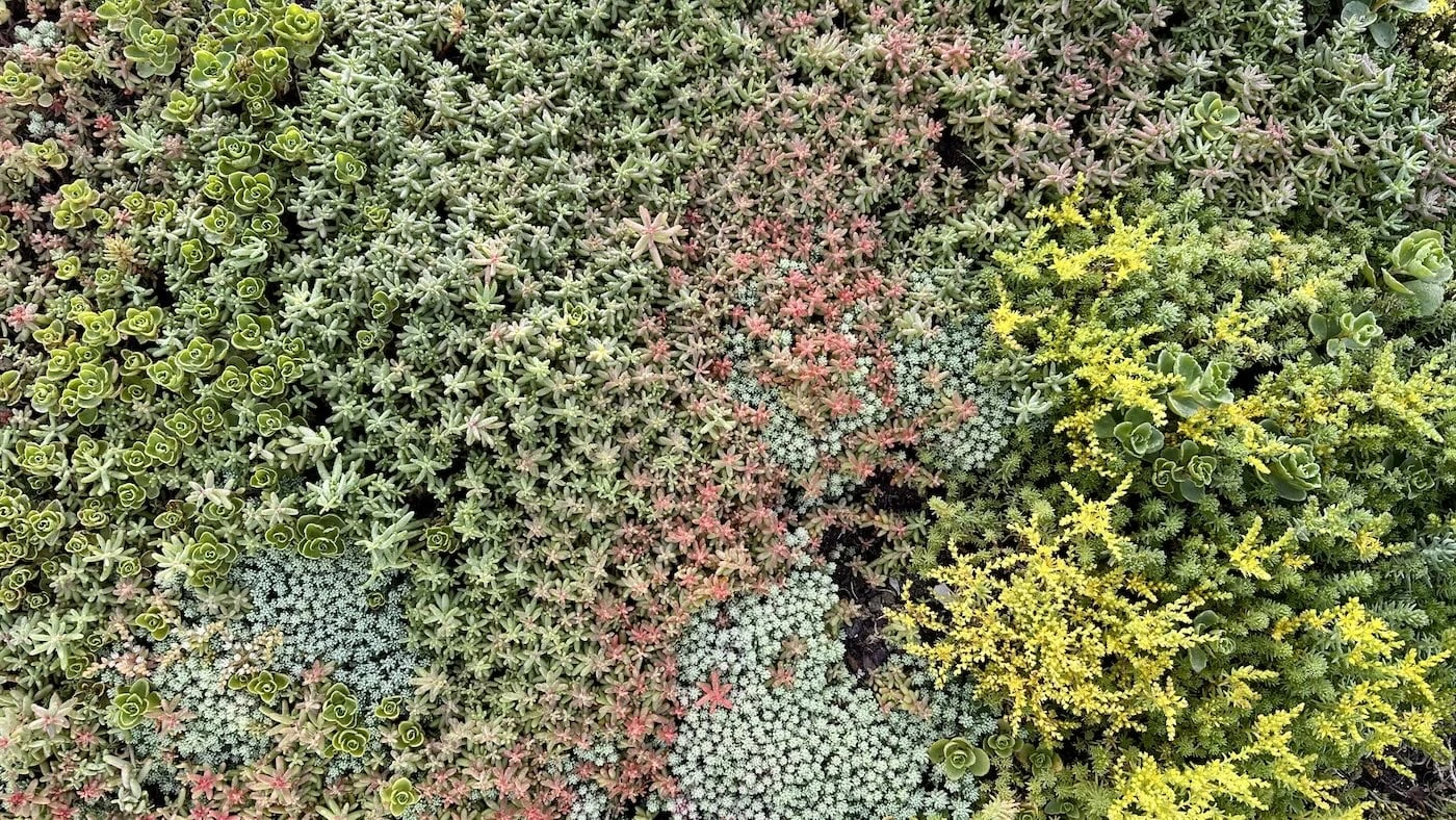 Sedum Sedum