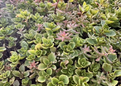 Sedum
