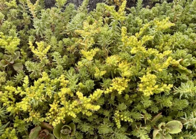 Sedum