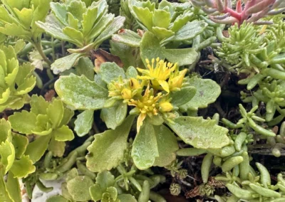 Sedum