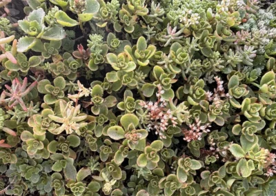 Sedum