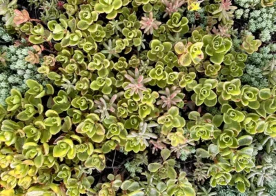 Sedum