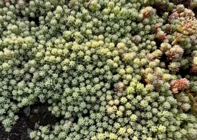 Sedum
