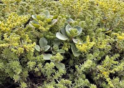 Sedum