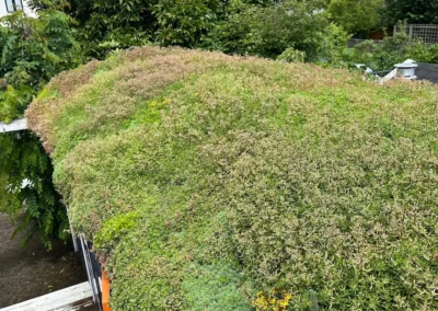Sedum op je Pipowagen