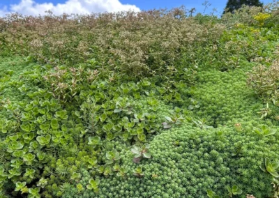 Sedum op je Pipowagen