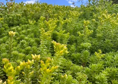 Sedum op je Pipowagen