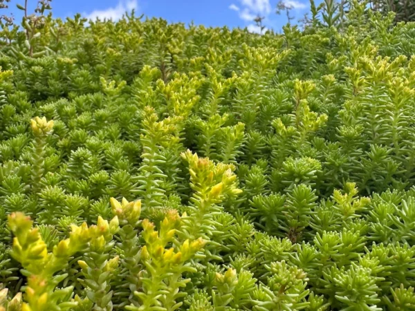Sedum op je Pipowagen, zesde jaar