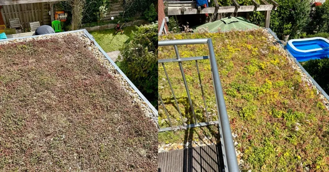 Het voordeel van een groen dak