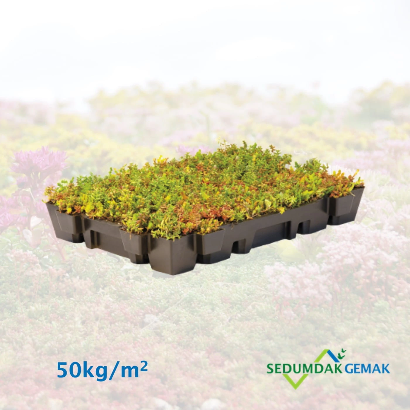 Lichtgewicht Sedumcassette per stuk