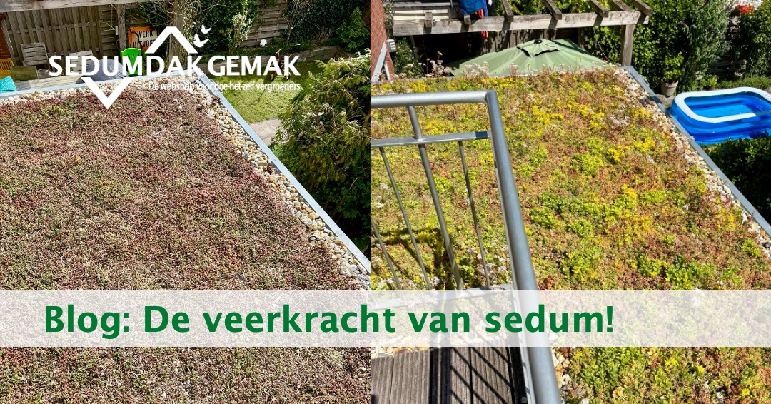 Het voordeel van een groen dak? Kijk naar de veerkracht van sedum!