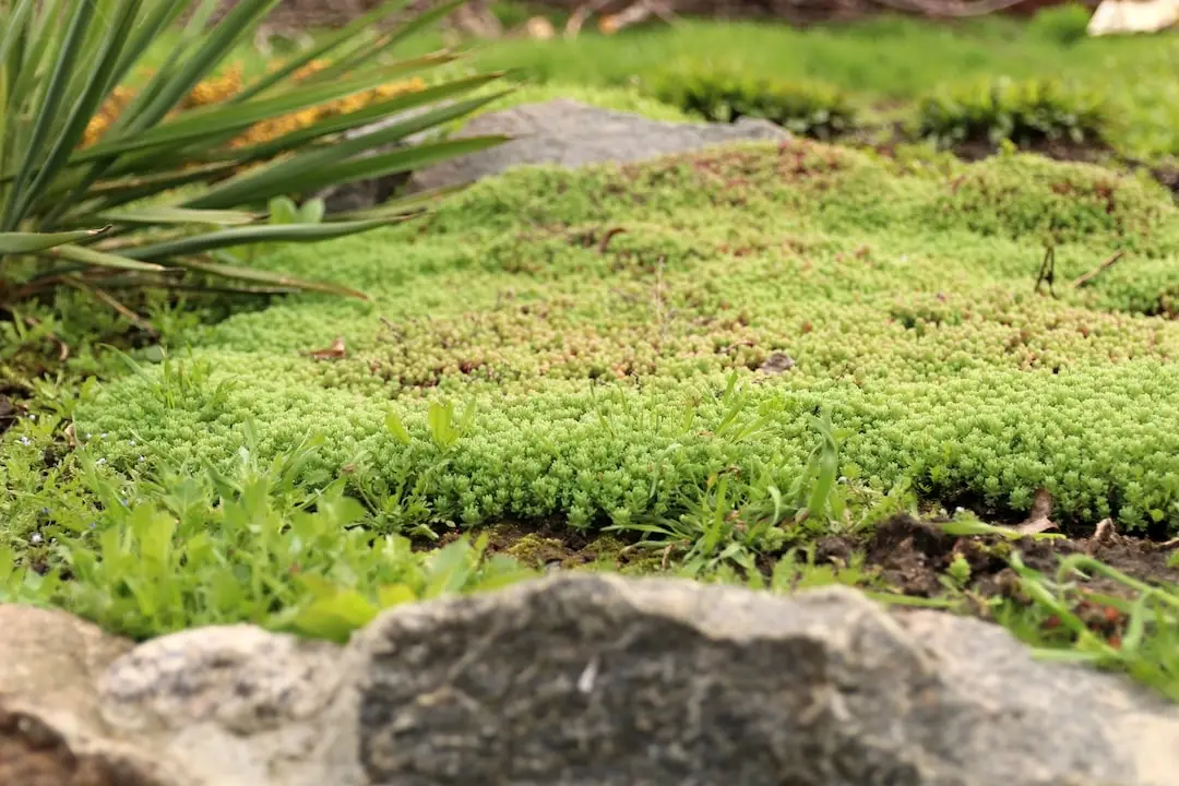 Sedum als bodembedekker Sedum als bodembedekker