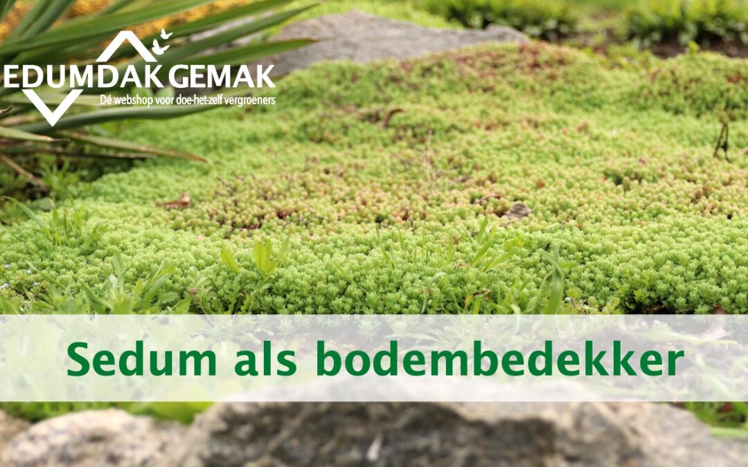 Sedum als bodembedekker; dé onderhoudsarme oplossing voor elke tuinier