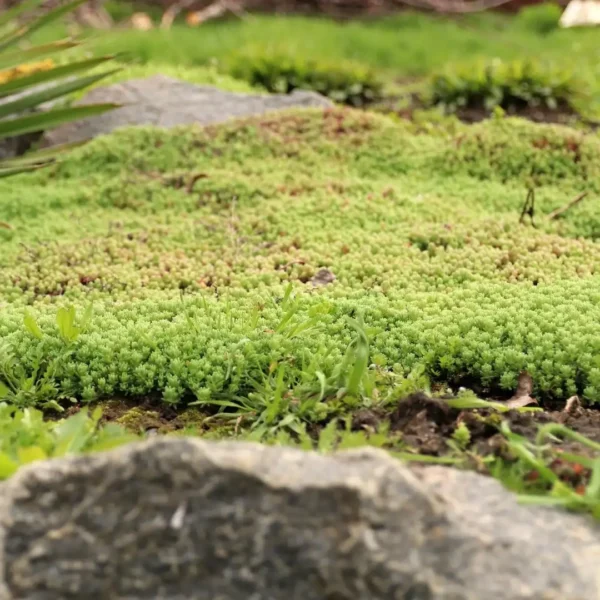 Sedum als bodembedekker