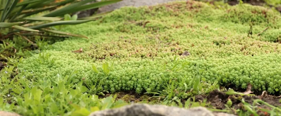 Sedum als bodembedekker Sedum als bodembedekker