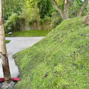 Sedum als bodembedekker in Almere (60m2)