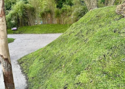 Sedum als bodembedekker in Almere (60m2)