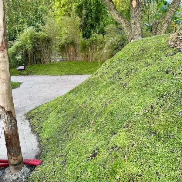 Sedum als bodembedekker in Almere (60m2)