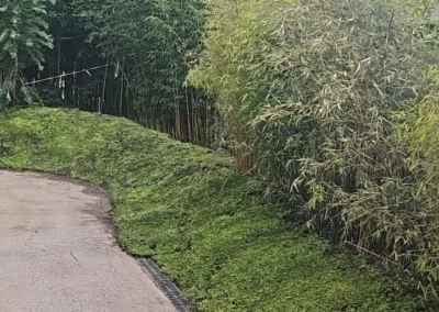 Sedum als bodembedekker in Almere (60m2)