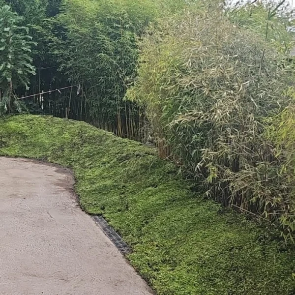 Sedum als bodembedekker in Almere (60m2)